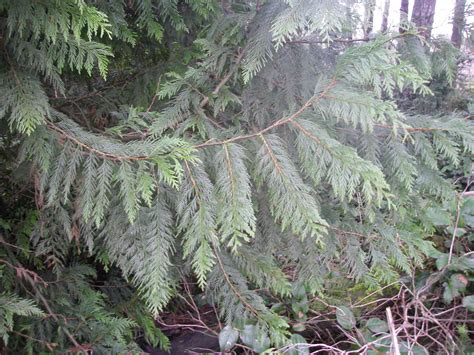 Western Red Cedar Thuja Plicata Native Plants Pnw