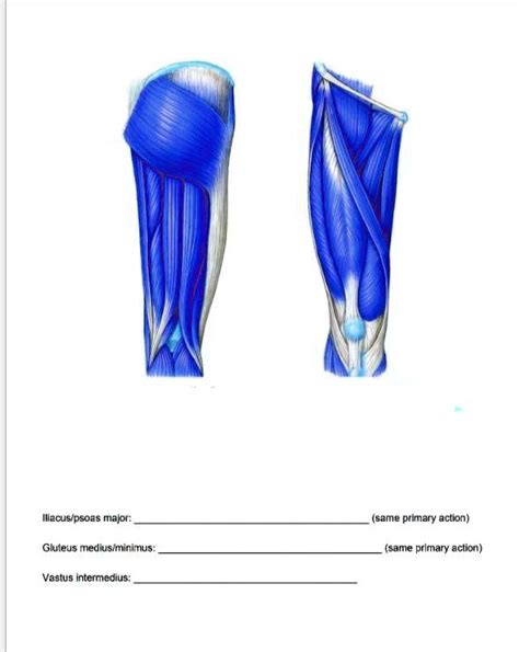 Solved Label The Muscles On The Diagrams Above Rectus Femoris