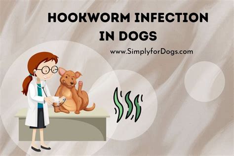 Hookworm Infection In Dogs Quick Prevent Simply For Dogs