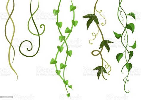 Twisted Wild Lianas Branches Set Jungle Vines Plants Woody Natural