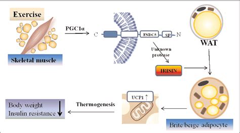 Figure From Irisin Fndc An Updated Review Semantic Scholar