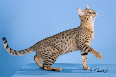 Egyptian Mau Page