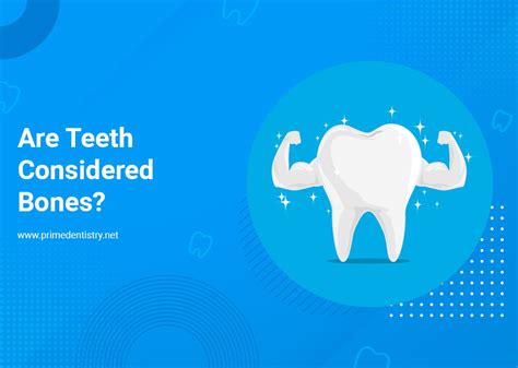 Are Teeth Considered Bones Prime Dentistry