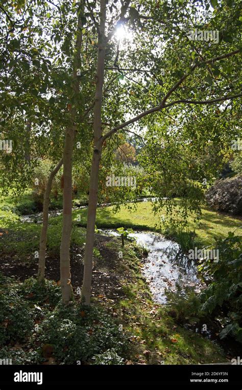 The Savill Garden, Windsor, Autumn 2020 Stock Photo - Alamy