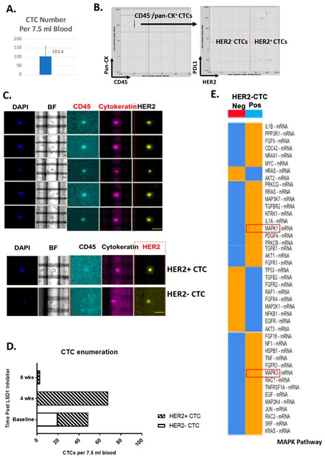 IJMS Free Full Text Nuclear Biased DUSP6 Expression Is Associated