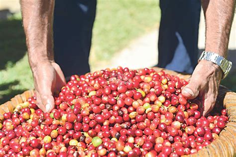 Ticos Urgidos De Mano De Obra De Nicas Para Levantar Cosecha De Caf