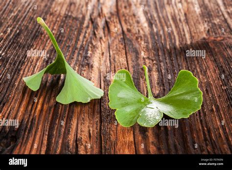 Ginkgo biloba fresco sobre fondo de textura de madera marrón La