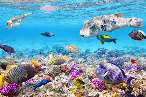 Fonds Decran Monde Sous Marin Poisson Corail Animaux Télécharger Photo