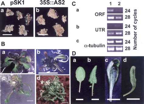 Phenotypes Of Transgenic Arabidopsis Calli And Plants That