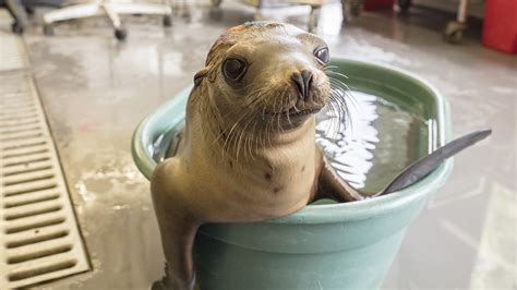 Shedd Experts Help Rescue 55 Plus Stranded Sea Lion Pups In California