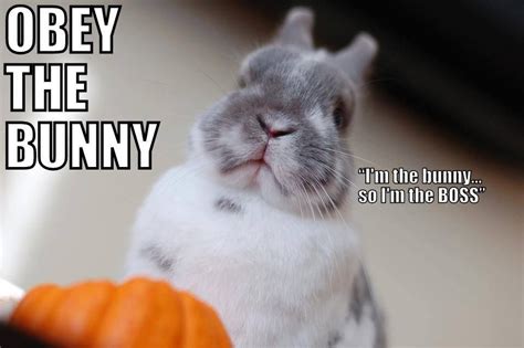 Pin By Calle Jean On Bunnies Bunny Meme Funny Rabbit Funny Bunnies