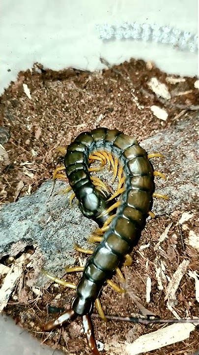 Кольчатая сколопендра хватает таракана (Scolopendra cingulata) #shorts ...