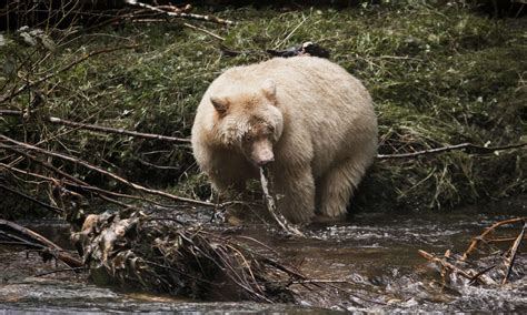 Ron And Maggie Tear Photography Spirit Bear With Salmon