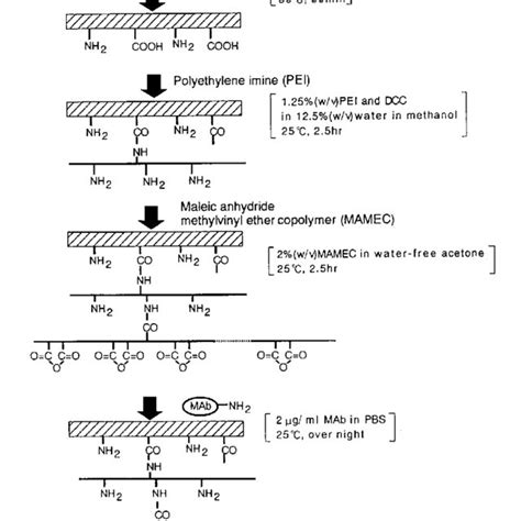 Schematic Representation Of The Chemical Immobilization Of Mabs On