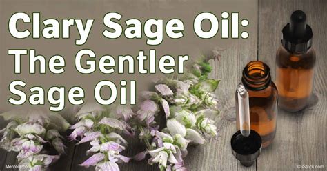 Clary Sage Oil Benefits and Uses