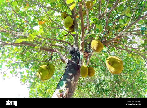 Jackfruit Tree And Young Jackfruits Stock Photo Alamy