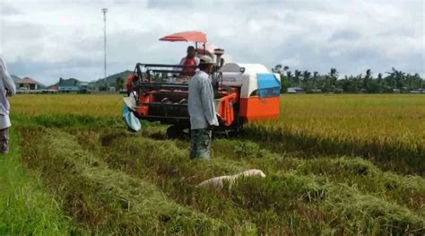 Ribu Hektar Lahan Terbengkalai Di Kaltim Mau Ditanami Padi Kering