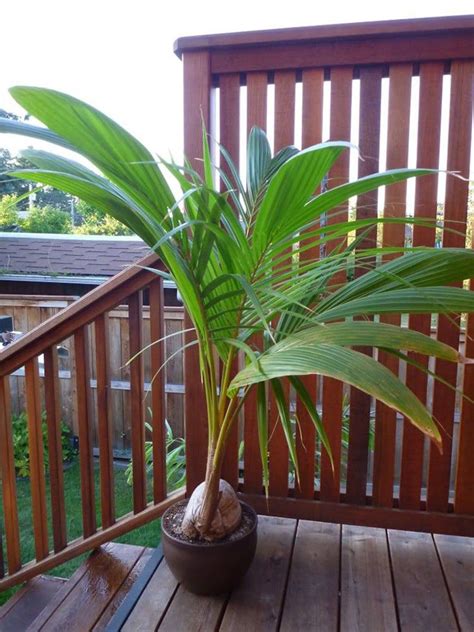 Coconut Palm Tree Exotic Indooroutdoor Tropical Specimen Etsy Indoor Palms Potted Palms