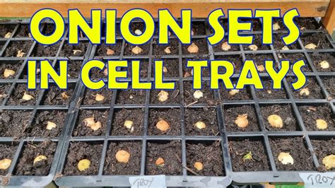 How I Start Onion Sets Garlic In Cell Trays Youtube