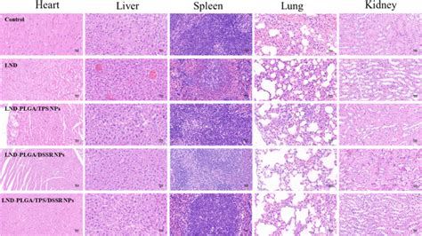 Histopathological Results Of The Hande Staining Images 40× Download Scientific Diagram