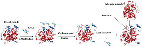 Frontiers Cysteine Proteases Modes Of Activation And Future