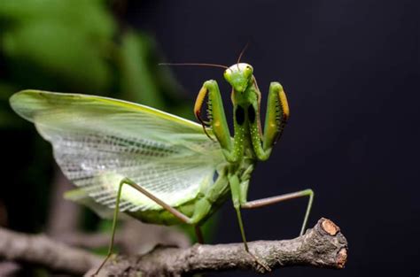 Praying Mantis Symbolism 14 Spiritual Meanings Of Praying Mantis