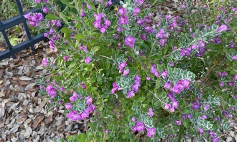 Top 10 Drought Tolerant Perennials for Texas - Native Backyards