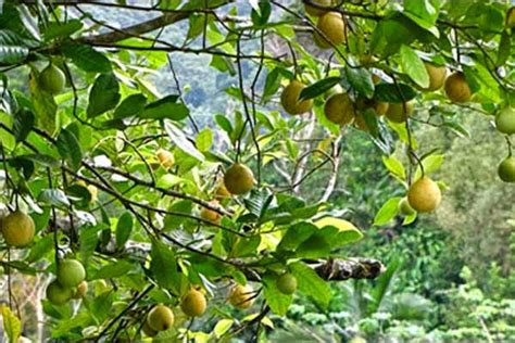 Agen Bibit Tanaman Unggul Sukabumi: jual bibit buah pala