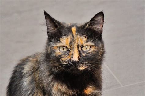 Best Tortoiseshell Cat Names The Ultimate List Petpress