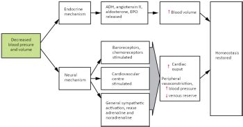 Homeostatic Regulation Of The Vascular System Physiology I