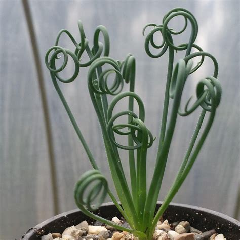 Albuca Spiralis Planet Desert