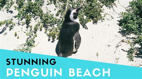Penguin Beach - Discover Cape Town - Two Bears Life - Escape Room ...