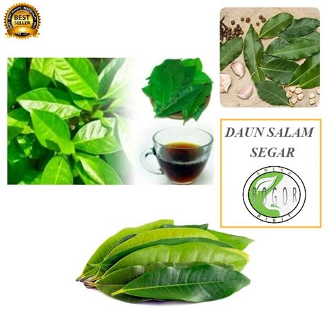 Jual Daun Salam Segar Gram Shopee Indonesia