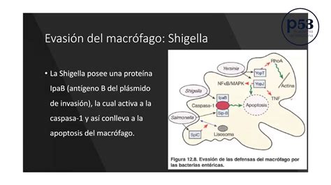 INMUNOLOGÍA TEMA MECANISMOS DE EVASIÓN YouTube