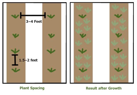 Planting A New Strawberry Field Umn Extension