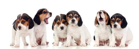 Beagle Size Chart | Growth & Weight Chart