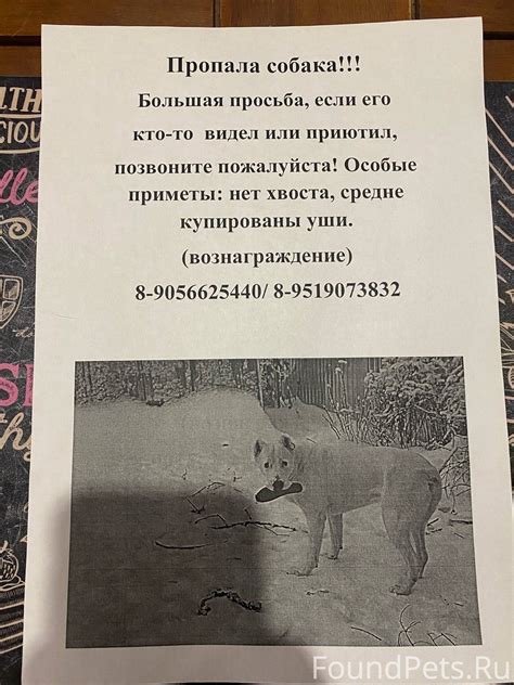 Объявление. Пропала собака в 2.00 29...