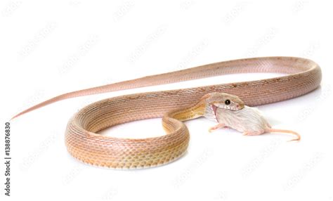 corn snake eating mouse Stock Photo | Adobe Stock