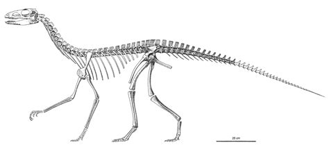 25+ Dinosaur Fossils Antarctica - FraserOhanna