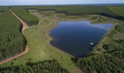 Por Qu Arauco Vende Negocios Forestales En Brasil Por Casi Us