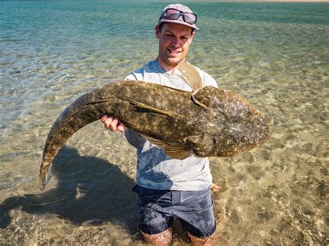 Monster Flathead Is This The Biggest Flathead Ever Caught In Australia