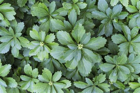 Pachysandra Petitti Garden Centers