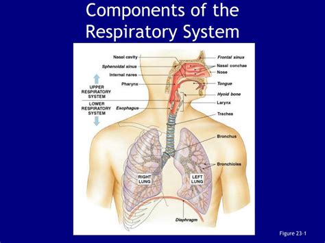 Ppt Chapter The Respiratory System Powerpoint Presentation Free