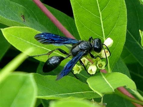 Pennsylvania Wasps Pictures And Id Help Green Nature