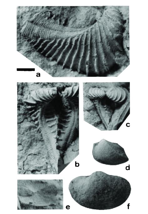 Bivalve fossils from bioturbated sandy mudstone of the upper part of ...