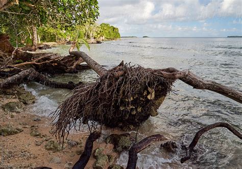 Uprooted Fallen Coconut Palm Trees Sea Level Rise Pacific Island