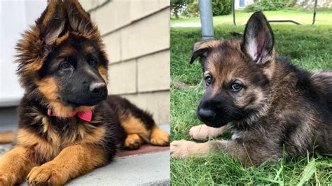 Top Medium Haired German Shepherd Puppies Polarrunningexpeditions