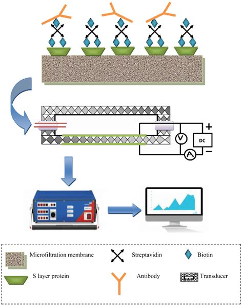 Importance Of Surface Layer Proteins As An Interfacial Architecture For