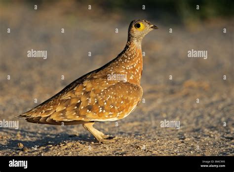 Spotted Or Burchells Sandgrouse Pterocles Burchelli Kalahari Desert