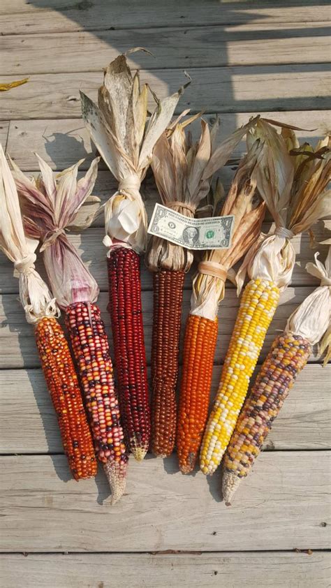 Rare Giant Indian Corn Seeds X50 Easy To Grow Colorful Etsy